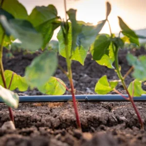 Drip Irrigation Advantages and Disadvantages (Expert Guide for Agriculture 2026)