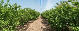 Drip irrigation for Orchards