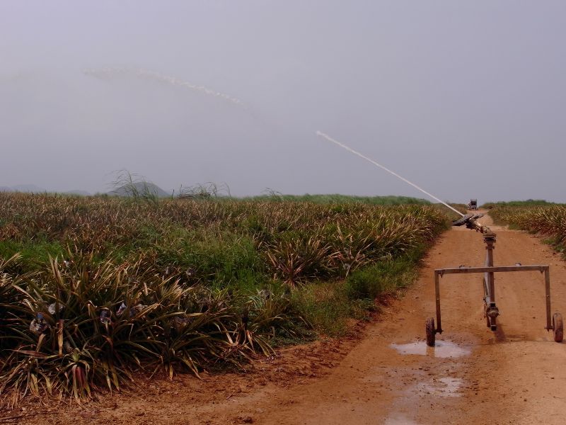 Banana plantation revival with micro-Sprinklers