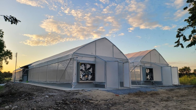 Organic Flower Cultivation in University Greenhouse