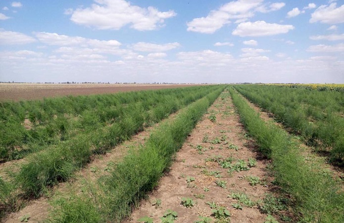 Ensuring reliable Asparagus yield